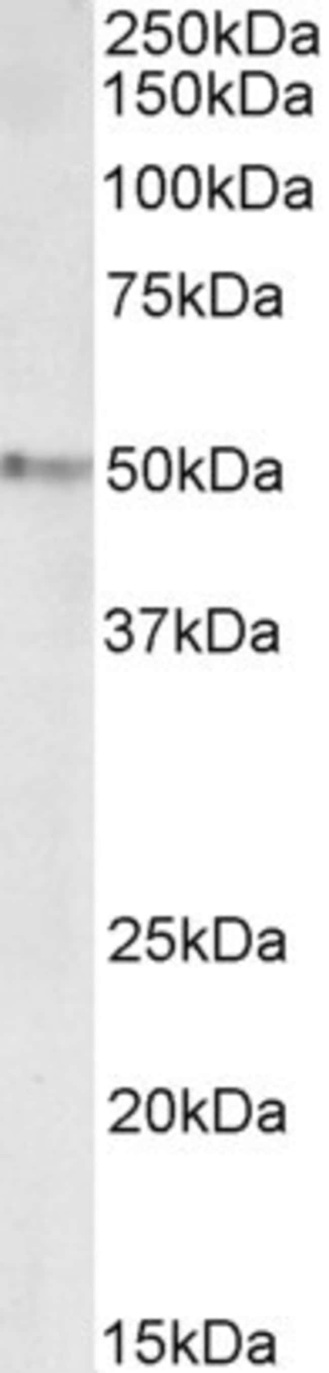 100 UG STAP2 / BKS Antibody