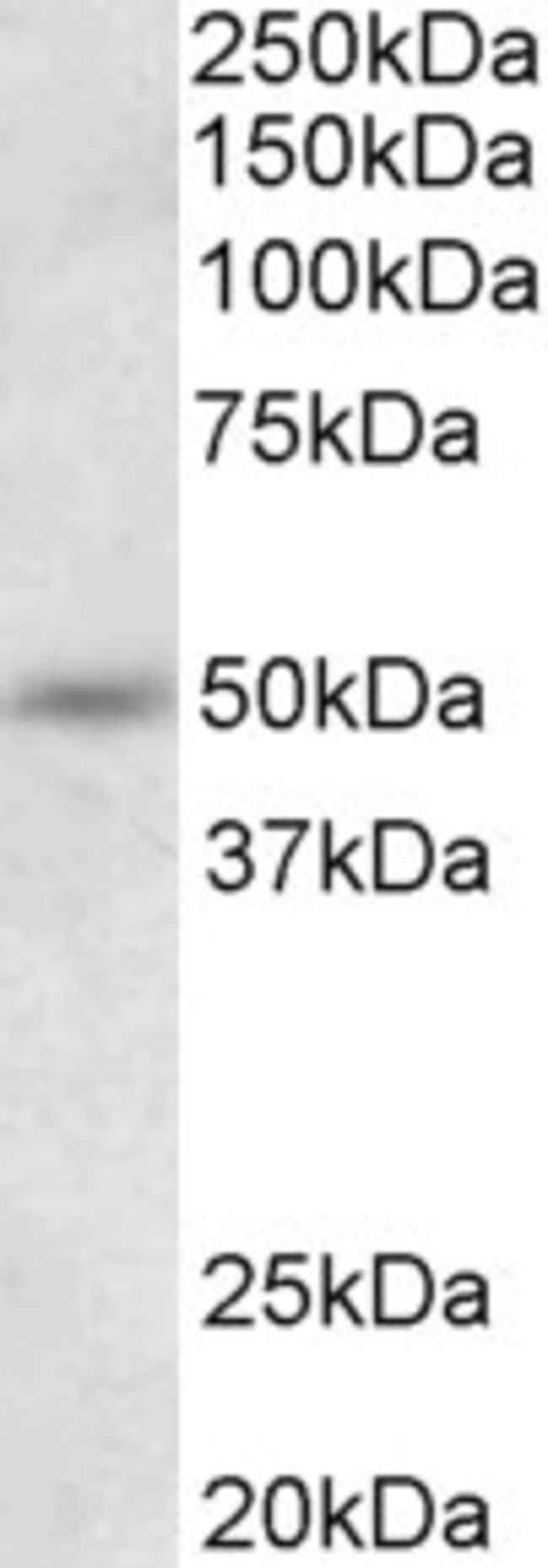 100 UG Synaptotagmin 9 Antibody