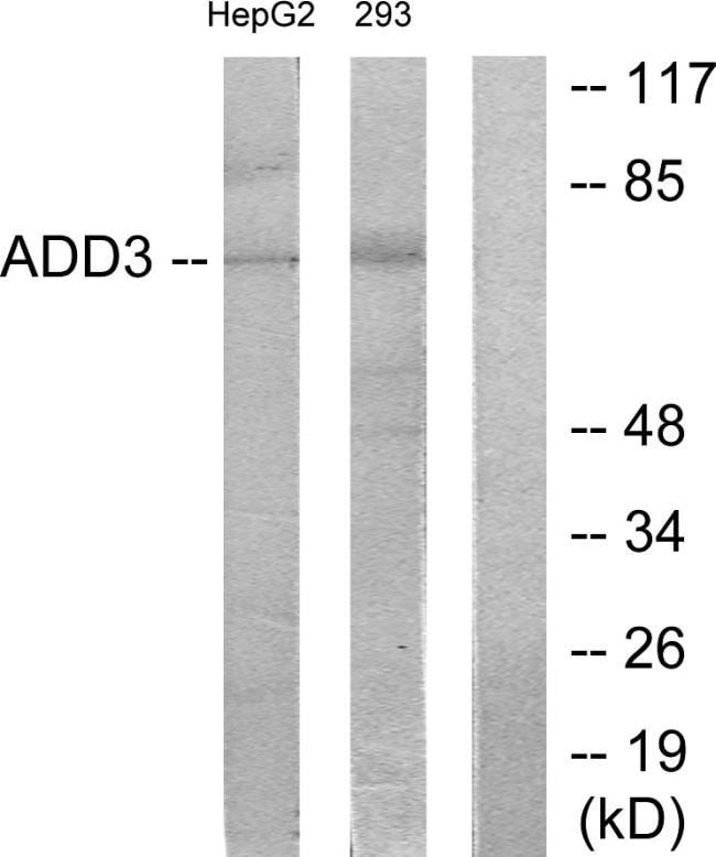 100UG Adducin gamma Antibody