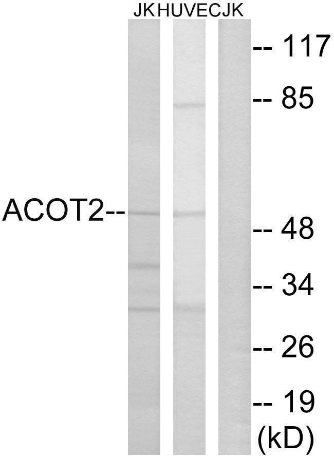 100UG ACOT2 Antibody