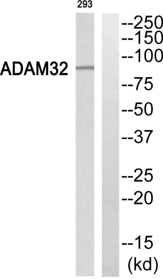 100UG ADAM32 Antibody