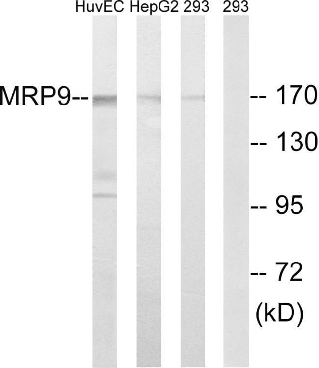 100UG ABCC12 / MRP9 Antibody