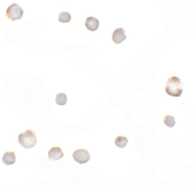 0.1MG EGI 0.1 MG