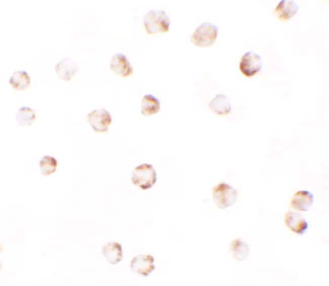 0.1MG PIWIL2 0.1 MG