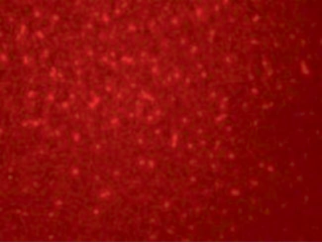 0.1MG SIVA1 0.1 MG