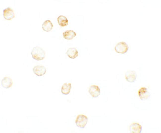 0.1MG JMJD3 0.1 MG