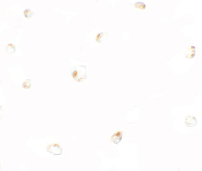 0.1MG B9D1 0.1 MG