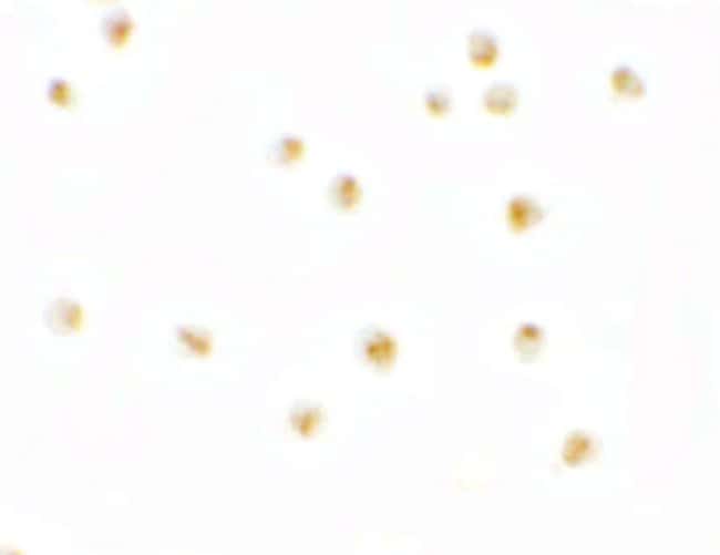 0.1MG C9ORF116 0.1 MG