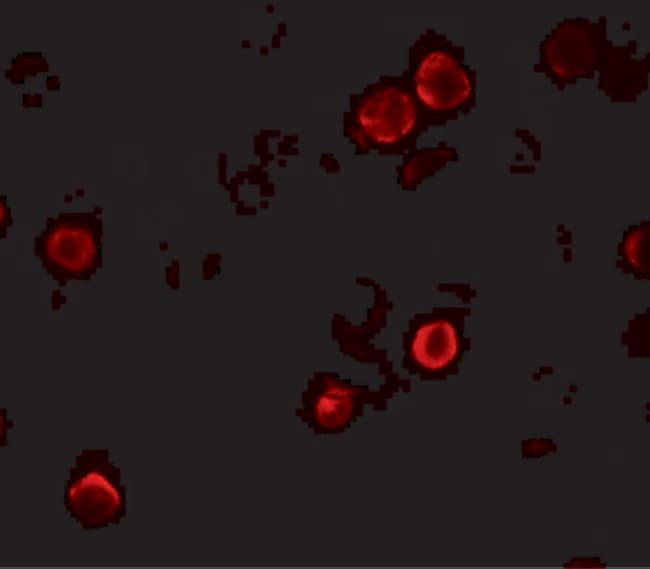 0.1MG SOGA1 0.1 MG