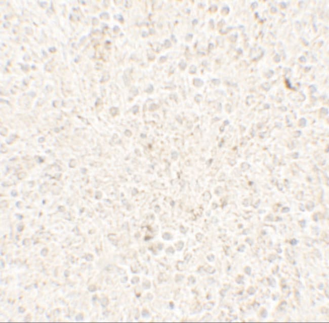 0.1MG COMMD7 0.1 MG