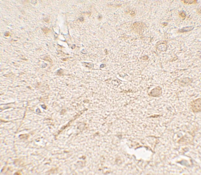 0.1MG LAMTOR3 0.1 MG