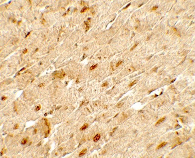 0.1MG ANGIOPOIETIN 3 0.1 MG