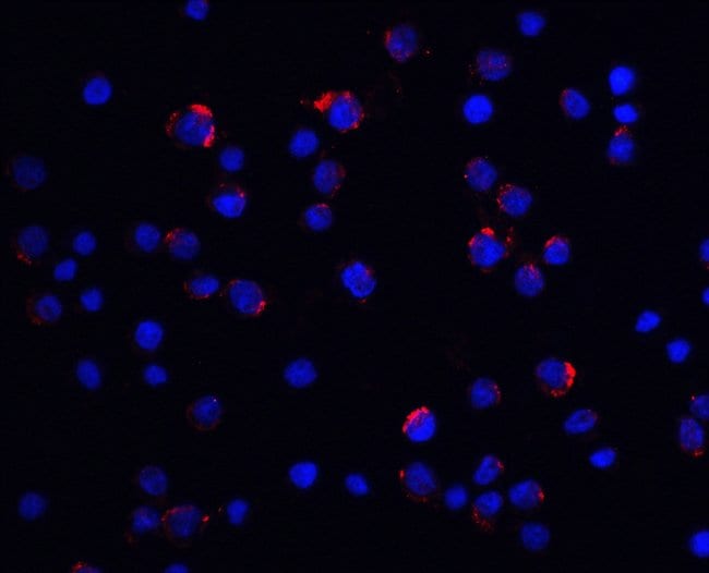 0.1MG LIN54 0.1 MG