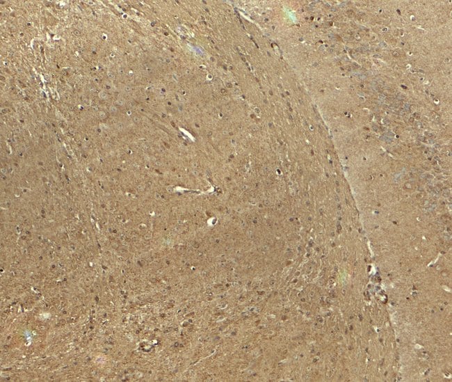 0.1MG CADM3 0.1 MG