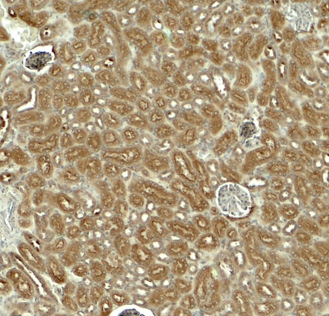 0.1MG EDA 0.1 MG