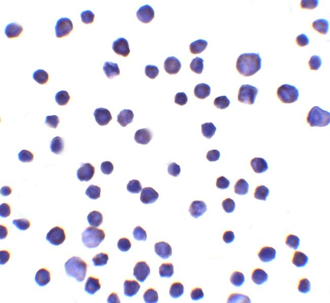 0.1MG RNF121 0.1 MG