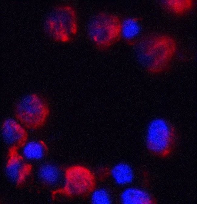 0.1MG C18ORF42 0.1 MG