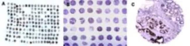 0.05ML CARD8 0.05 ML
