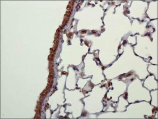 0.1ML NLRC4 0.1 ML
