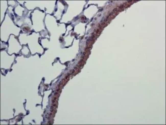 0.1ML NLRC4 0.1 ML