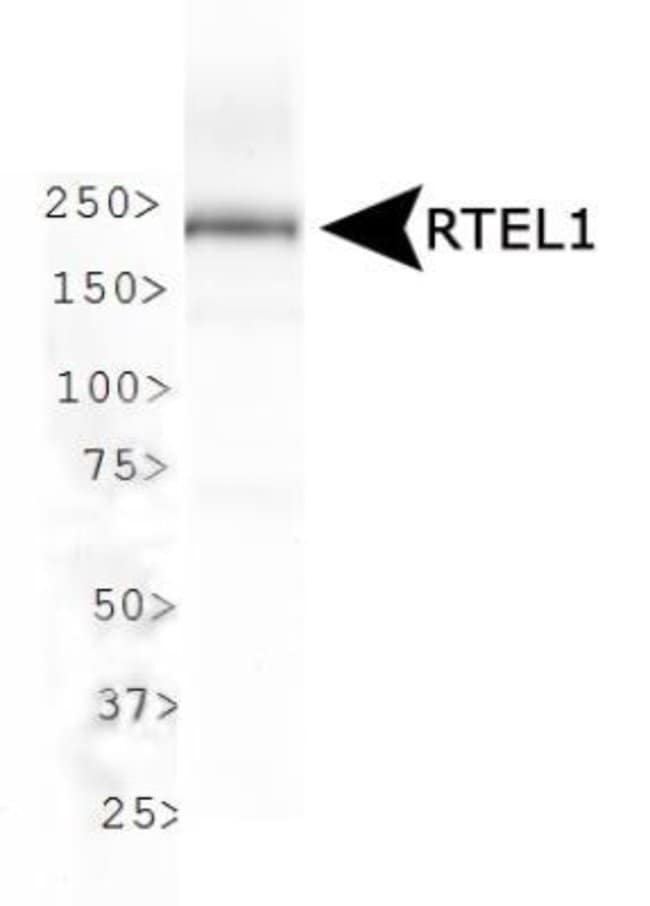 0.1ML RTEL1 0.1 ML
