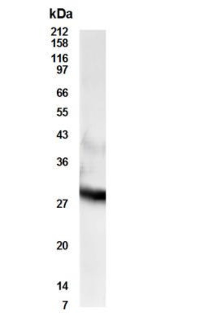 0.1MG RDH11 0.1 MG