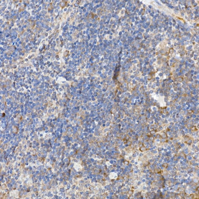 100UL CASPASE 12 ANTIBODY 100 ul
