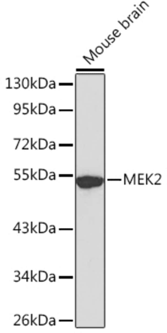 100UL MEK2 ANTIBODY 100 ul