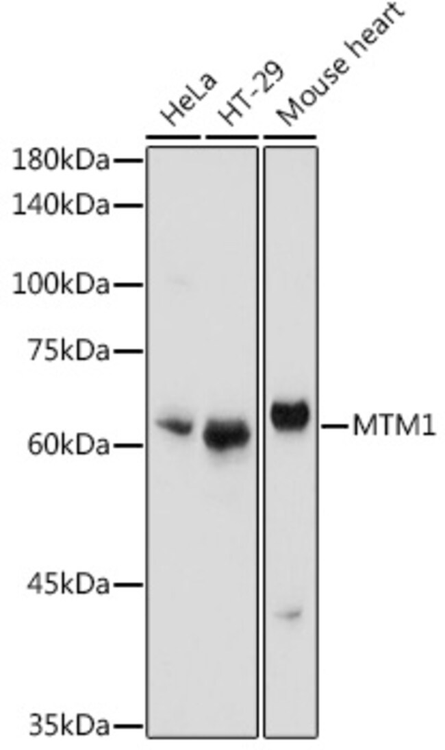 100UL MTM1 ANTIBODY 100 ul