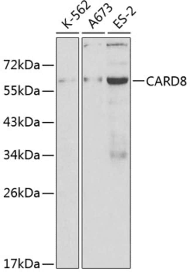 100UL CARD8 ANTIBODY 100 ul