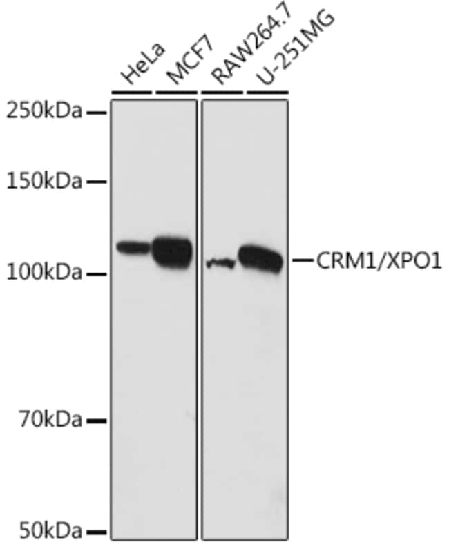 100UL CRM1 ANTIBODY 100 ul
