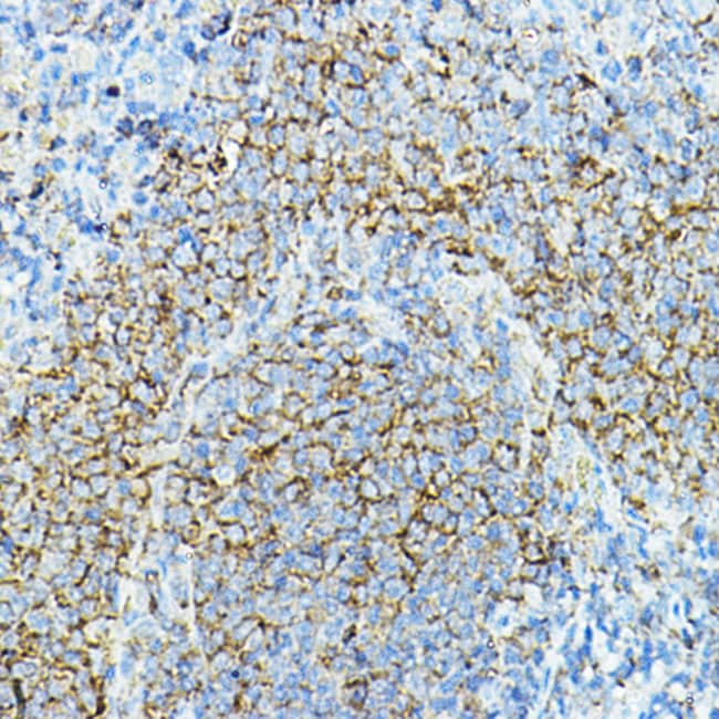 100UL CD79A ANTIBODY 100 ul
