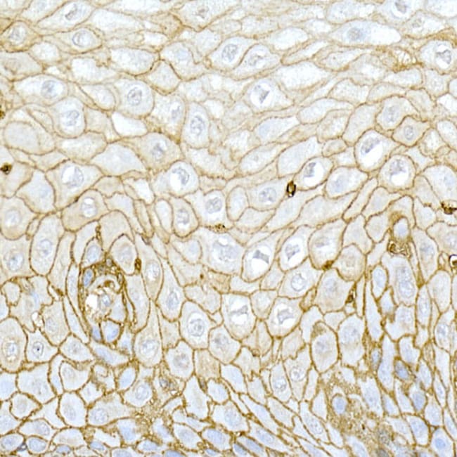100UL CD44 ANTIBODY 100 ul