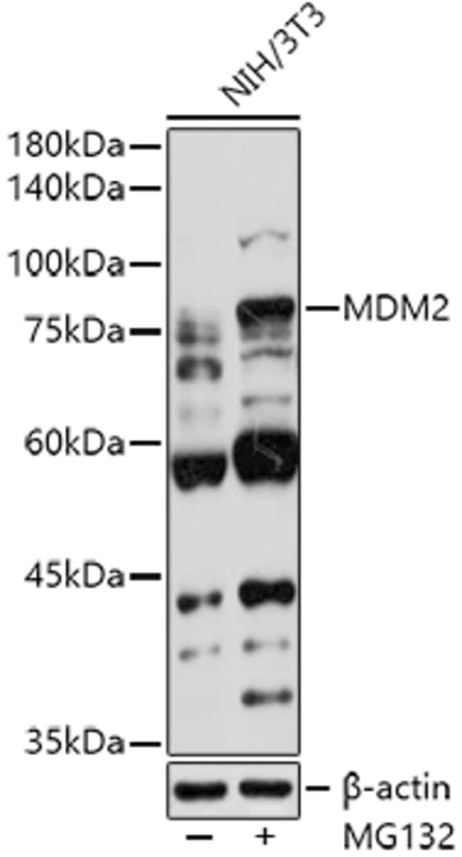 100UL MDM2 ANTIBODY 100 ul