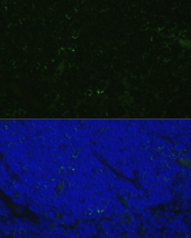 100UL CD4 ANTIBODY 100 ul