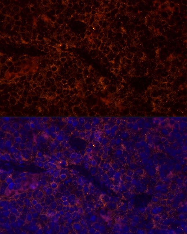 100UL CD45 ANTIBODY 100 ul