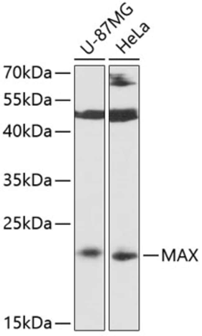 100UL MAX ANTIBODY 100 ul