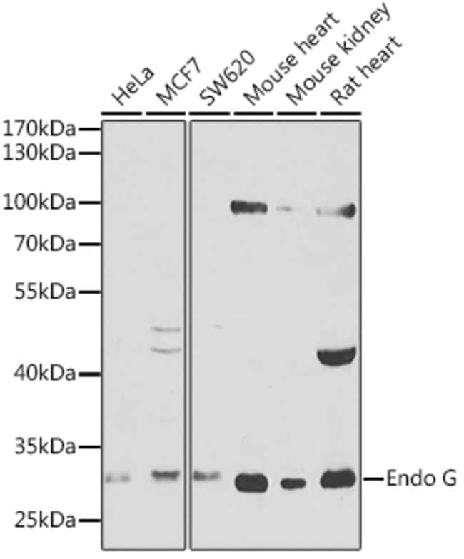 100UL ENDOG ANTIBODY 100 ul