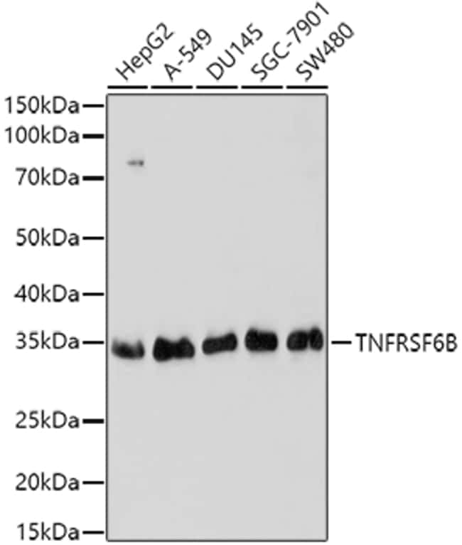 100UL DCR3 ANTIBODY 100 ul