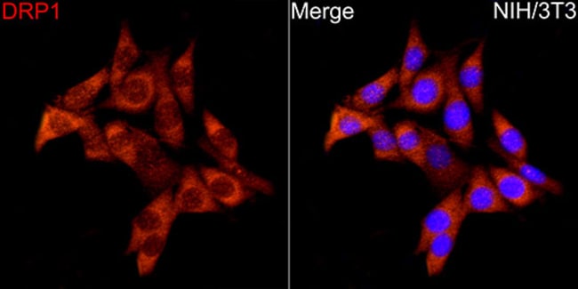 100UL DNM1L ANTIBODY 100 ul