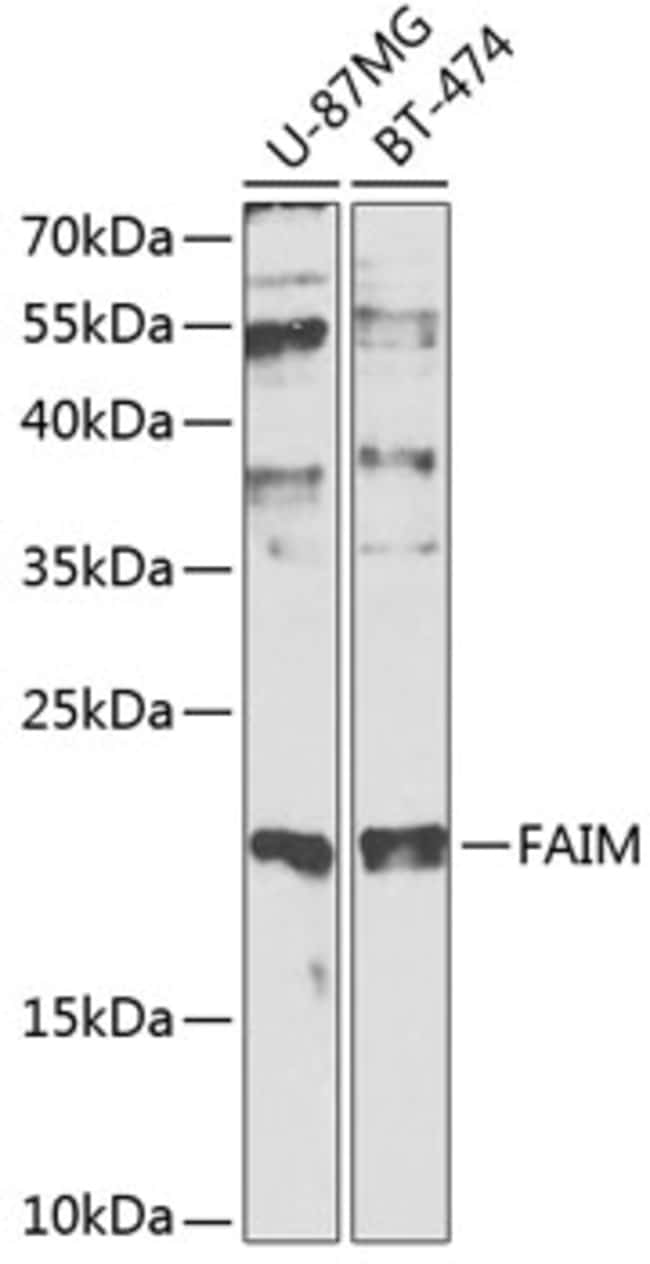 100UL FAIM ANTIBODY 100 ul