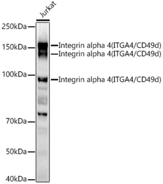 100UL CD49D  (INTEGRIN ALPHA 4) ANTI 100