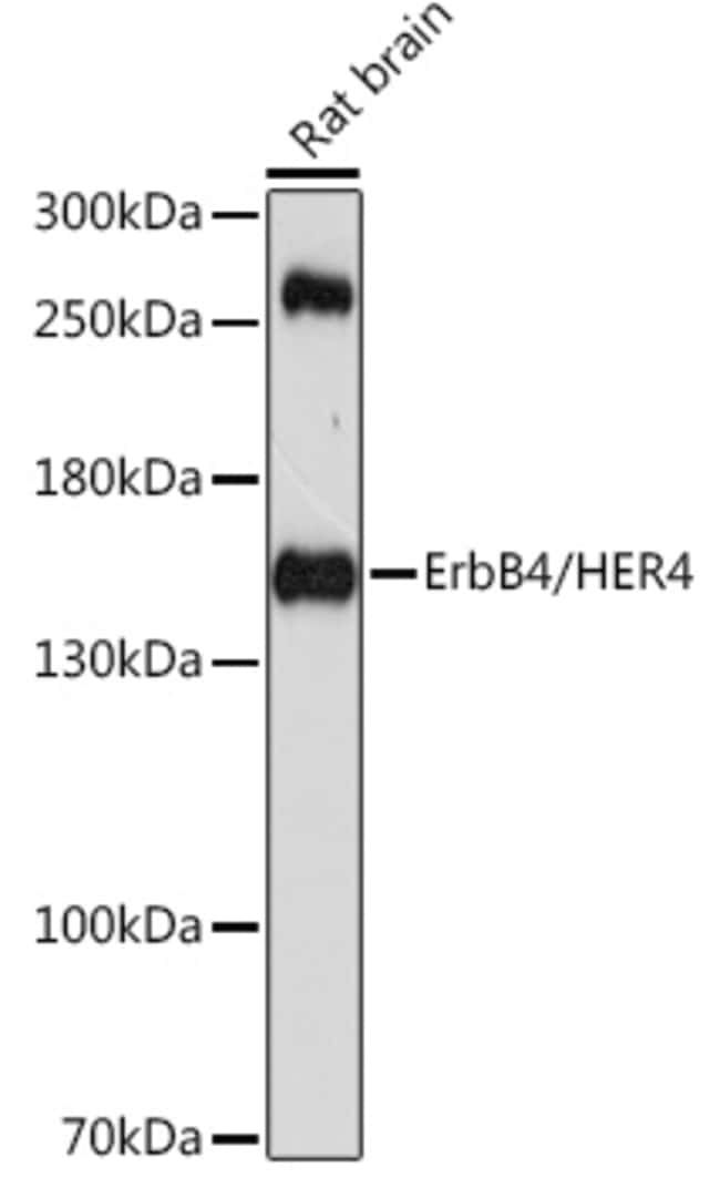 100UL ERBB4 ANTIBODY 100 ul