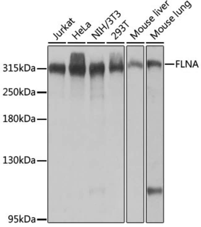 100UL FILAMIN A ANTIBODY 100 ul