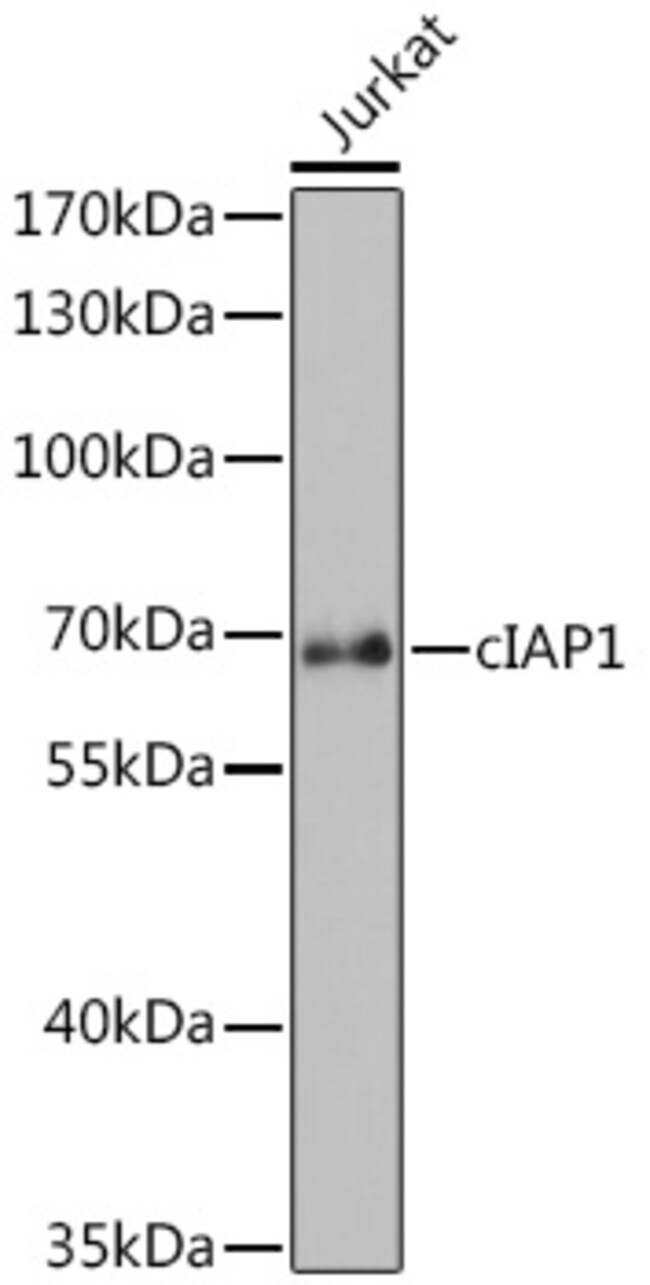 100UL CIAP1 ANTIBODY 100 ul