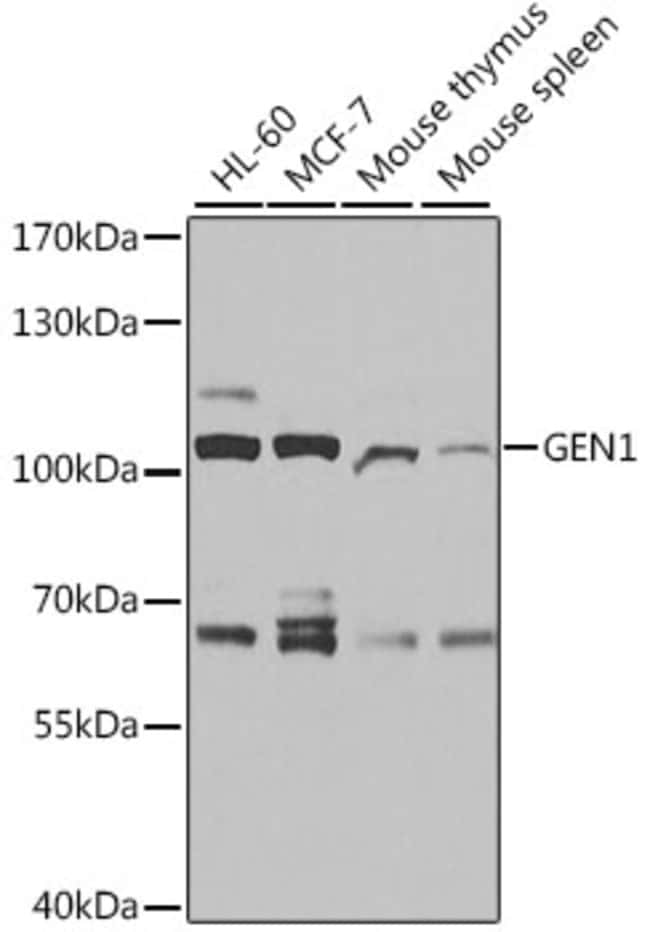 100UL GEN1 ANTIBODY 100 ul