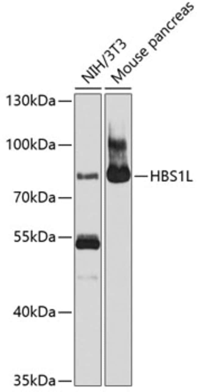 100UL HBS1L ANTIBODY 100 ul