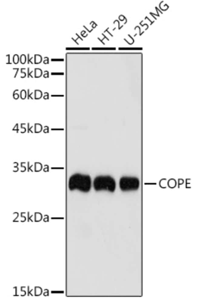100UL COPE ANTIBODY 100 ul