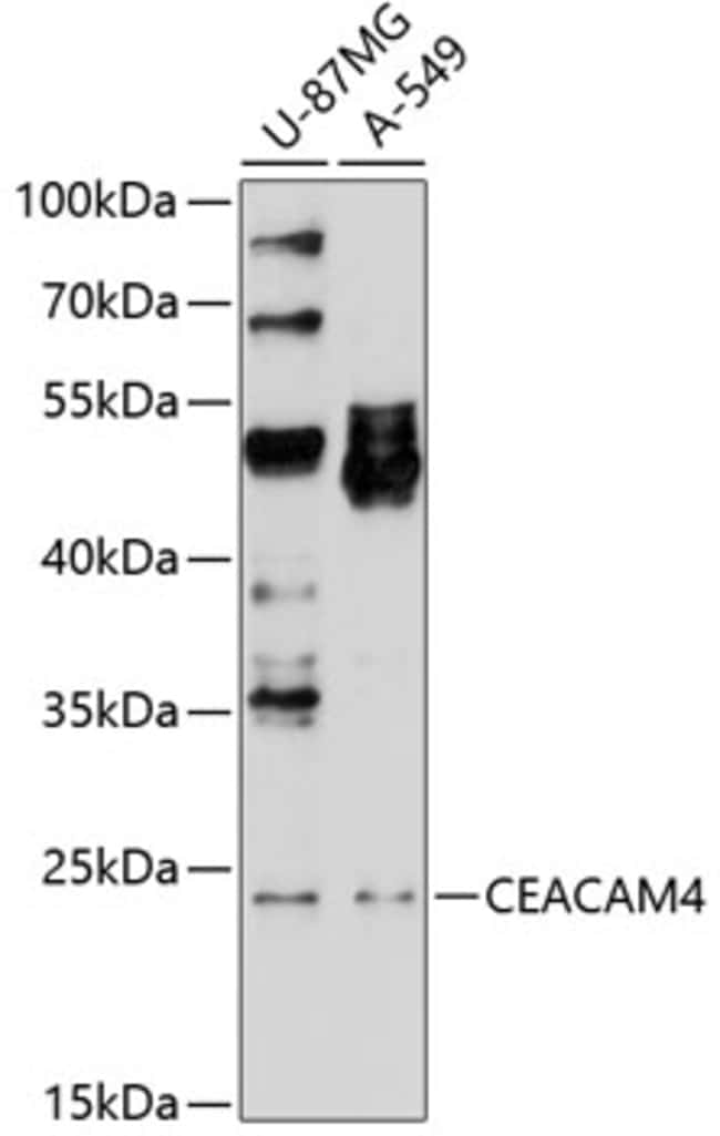 100UL CEACAM4 ANTIBODY 100 ul
