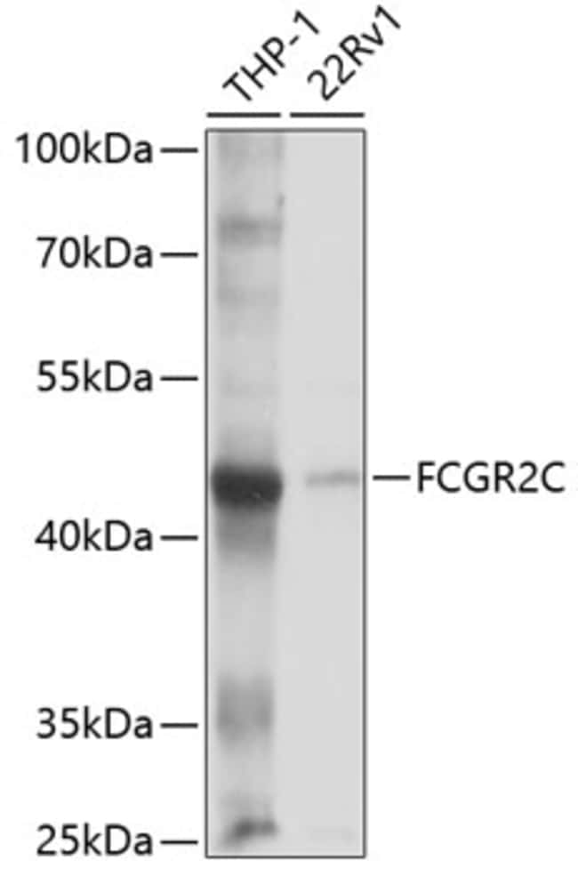 100UL CD32 ANTIBODY 100 ul